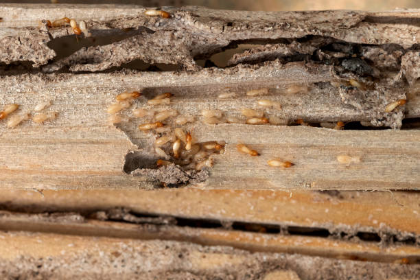 Best Pest Prevention Services  in Lyndhurst, VA