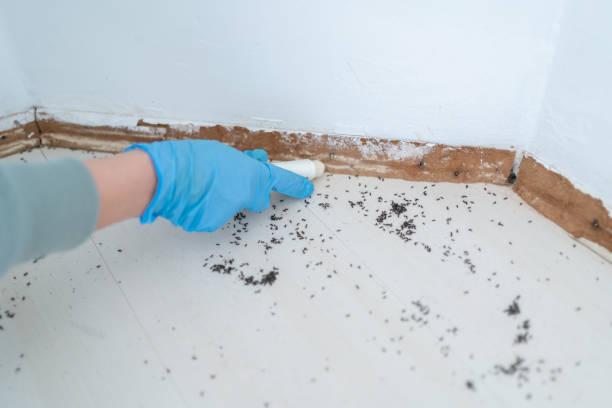 Best Pest Inspection Near Me  in Lyndhurst, VA